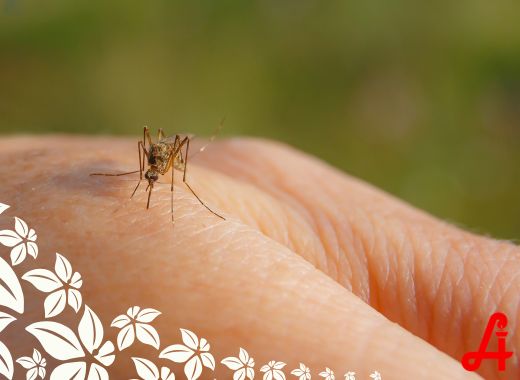 Insektenstiche: Was hilft, wie man vorbeugt – vom Apothekerteam erklärt
