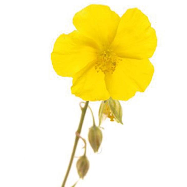Bachblüten Rock Rose Nr. 26