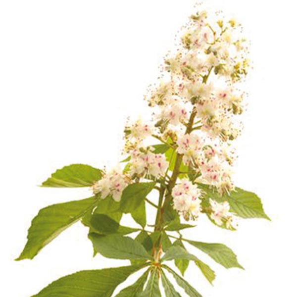 Bachblüten White Chestnut Nr. 35